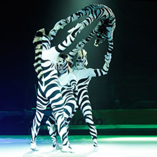 Zebras (2003)
